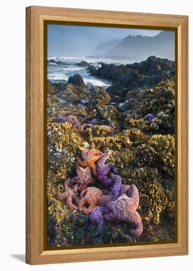 USA, Oregon. Starfish and Sea Stars at Low Morning Tide-Jaynes Gallery-Framed Premier Image Canvas