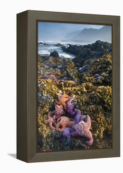 USA, Oregon. Starfish and Sea Stars at Low Morning Tide-Jaynes Gallery-Framed Premier Image Canvas