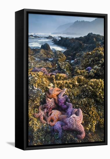 USA, Oregon. Starfish and Sea Stars at Low Morning Tide-Jaynes Gallery-Framed Premier Image Canvas