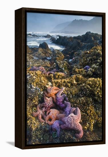 USA, Oregon. Starfish and Sea Stars at Low Morning Tide-Jaynes Gallery-Framed Premier Image Canvas