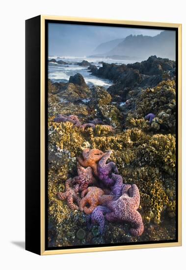 USA, Oregon. Starfish and Sea Stars at Low Morning Tide-Jaynes Gallery-Framed Premier Image Canvas