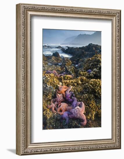 USA, Oregon. Starfish and Sea Stars at Low Morning Tide-Jaynes Gallery-Framed Photographic Print