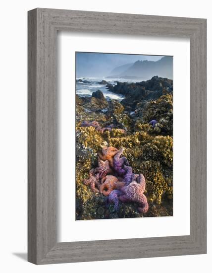 USA, Oregon. Starfish and Sea Stars at Low Morning Tide-Jaynes Gallery-Framed Photographic Print