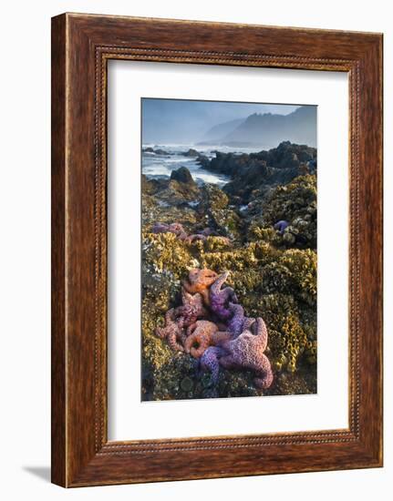 USA, Oregon. Starfish and Sea Stars at Low Morning Tide-Jaynes Gallery-Framed Photographic Print