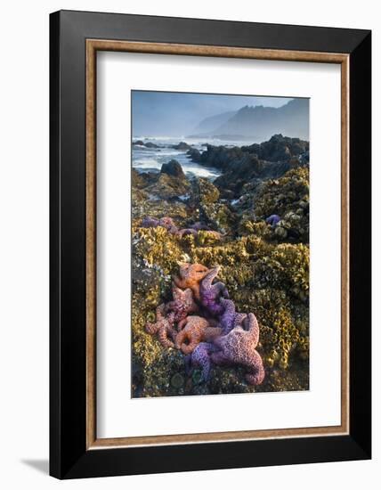 USA, Oregon. Starfish and Sea Stars at Low Morning Tide-Jaynes Gallery-Framed Photographic Print