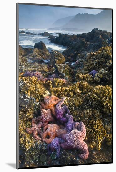 USA, Oregon. Starfish and Sea Stars at Low Morning Tide-Jaynes Gallery-Mounted Photographic Print