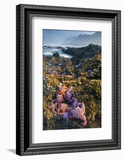USA, Oregon. Starfish and Sea Stars at Low Morning Tide-Jaynes Gallery-Framed Photographic Print