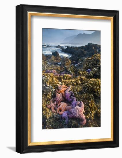 USA, Oregon. Starfish and Sea Stars at Low Morning Tide-Jaynes Gallery-Framed Photographic Print