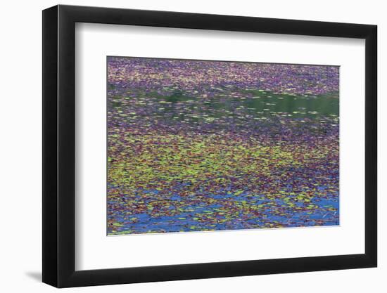 USA, Oregon, Tahkenitch Lake. Abstract of Duck Weed on Lake-Don Paulson-Framed Photographic Print