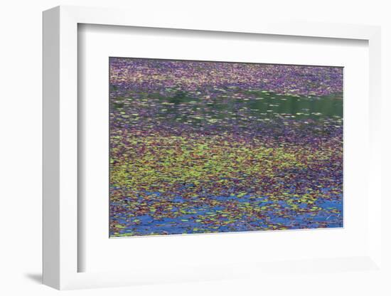 USA, Oregon, Tahkenitch Lake. Abstract of Duck Weed on Lake-Don Paulson-Framed Photographic Print