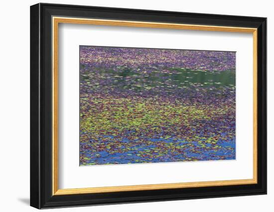 USA, Oregon, Tahkenitch Lake. Abstract of Duck Weed on Lake-Don Paulson-Framed Photographic Print