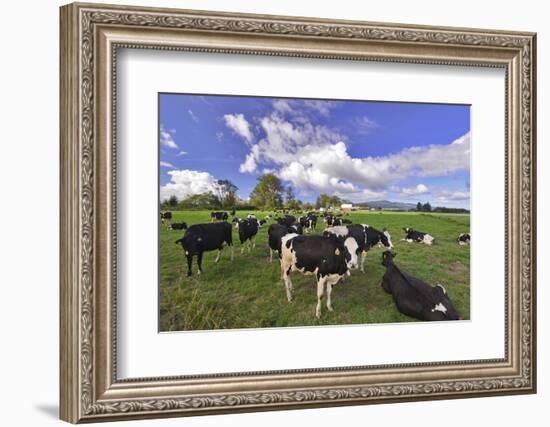 USA, Oregon, Tillamook County. Holstein cows in pasture.-Jaynes Gallery-Framed Photographic Print