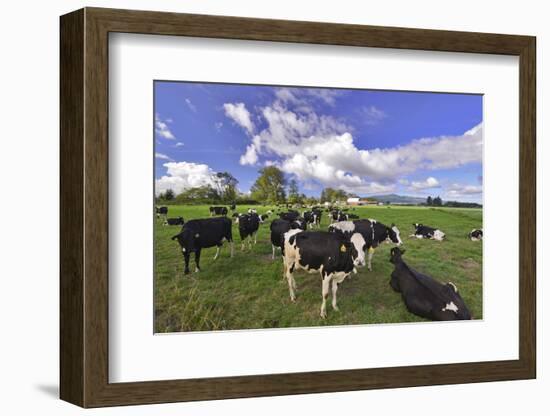 USA, Oregon, Tillamook County. Holstein cows in pasture.-Jaynes Gallery-Framed Photographic Print