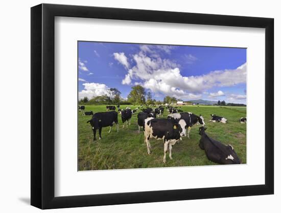 USA, Oregon, Tillamook County. Holstein cows in pasture.-Jaynes Gallery-Framed Photographic Print