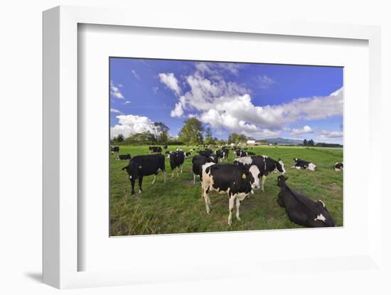 USA, Oregon, Tillamook County. Holstein cows in pasture.-Jaynes Gallery-Framed Photographic Print