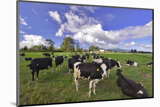 USA, Oregon, Tillamook County. Holstein cows in pasture.-Jaynes Gallery-Mounted Photographic Print