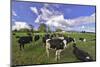 USA, Oregon, Tillamook County. Holstein cows in pasture.-Jaynes Gallery-Mounted Photographic Print