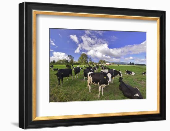 USA, Oregon, Tillamook County. Holstein cows in pasture.-Jaynes Gallery-Framed Photographic Print