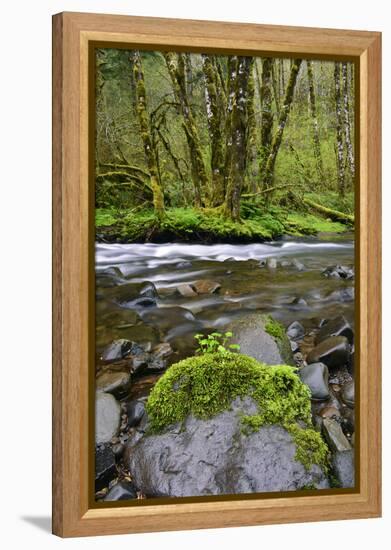 USA, Oregon, Tillamook State Forest. Scenic of Wilson River-Jaynes Gallery-Framed Premier Image Canvas