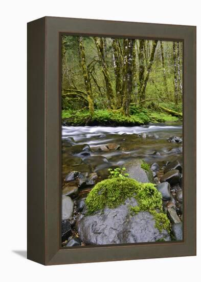 USA, Oregon, Tillamook State Forest. Scenic of Wilson River-Jaynes Gallery-Framed Premier Image Canvas