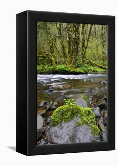 USA, Oregon, Tillamook State Forest. Scenic of Wilson River-Jaynes Gallery-Framed Premier Image Canvas