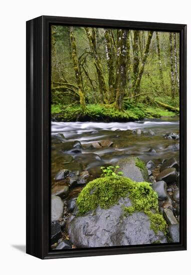 USA, Oregon, Tillamook State Forest. Scenic of Wilson River-Jaynes Gallery-Framed Premier Image Canvas