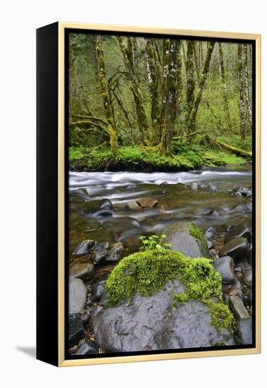 USA, Oregon, Tillamook State Forest. Scenic of Wilson River-Jaynes Gallery-Framed Premier Image Canvas
