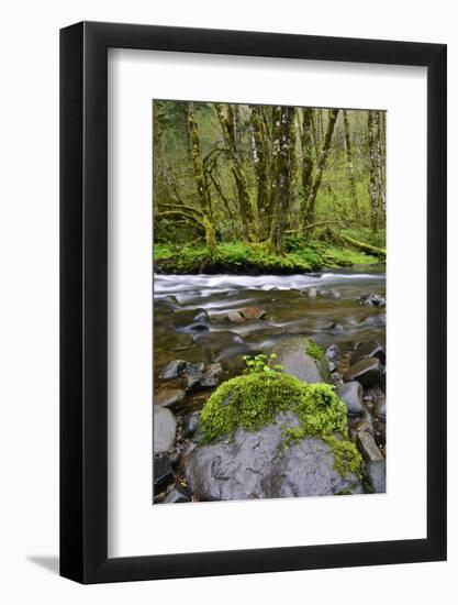 USA, Oregon, Tillamook State Forest. Scenic of Wilson River-Jaynes Gallery-Framed Photographic Print