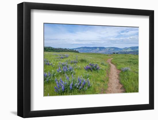 USA, Oregon. Tom McCall Nature Preserve, Rowena Plateau Trail.-Rob Tilley-Framed Photographic Print