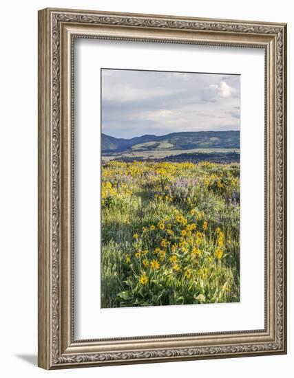 USA, Oregon. Tom McCall Nature Preserve, Rowena Plateau wildflowers.-Rob Tilley-Framed Photographic Print