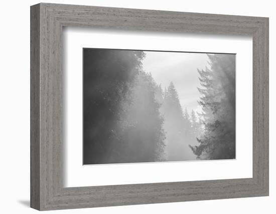 USA, Oregon. Trees in morning fog.-Jaynes Gallery-Framed Photographic Print