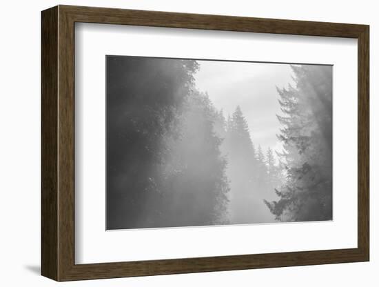 USA, Oregon. Trees in morning fog.-Jaynes Gallery-Framed Photographic Print