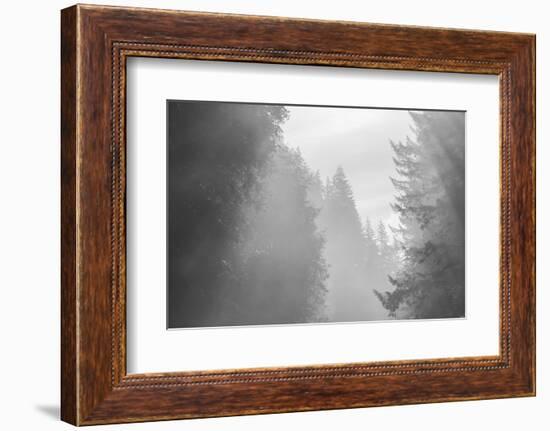 USA, Oregon. Trees in morning fog.-Jaynes Gallery-Framed Photographic Print