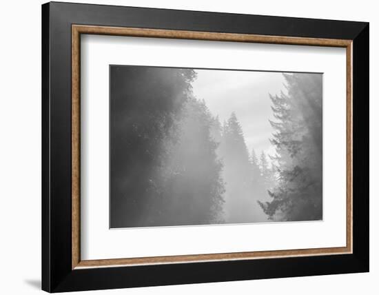 USA, Oregon. Trees in morning fog.-Jaynes Gallery-Framed Photographic Print