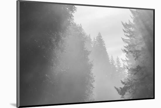 USA, Oregon. Trees in morning fog.-Jaynes Gallery-Mounted Photographic Print