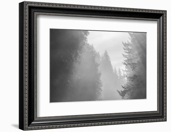 USA, Oregon. Trees in morning fog.-Jaynes Gallery-Framed Photographic Print