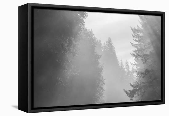 USA, Oregon. Trees in morning fog.-Jaynes Gallery-Framed Premier Image Canvas