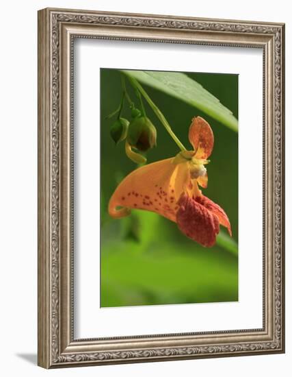 USA, Oregon, USA, Oregon. Close-up of Jewelweed Flower-Steve Terrill-Framed Photographic Print