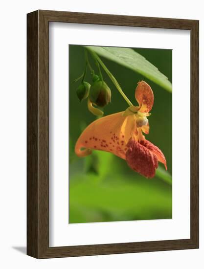 USA, Oregon, USA, Oregon. Close-up of Jewelweed Flower-Steve Terrill-Framed Photographic Print