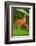 USA, Oregon, USA, Oregon. Close-up of Jewelweed Flower-Steve Terrill-Framed Photographic Print