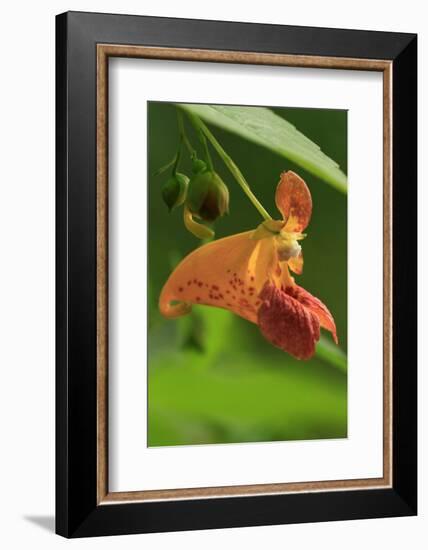 USA, Oregon, USA, Oregon. Close-up of Jewelweed Flower-Steve Terrill-Framed Photographic Print