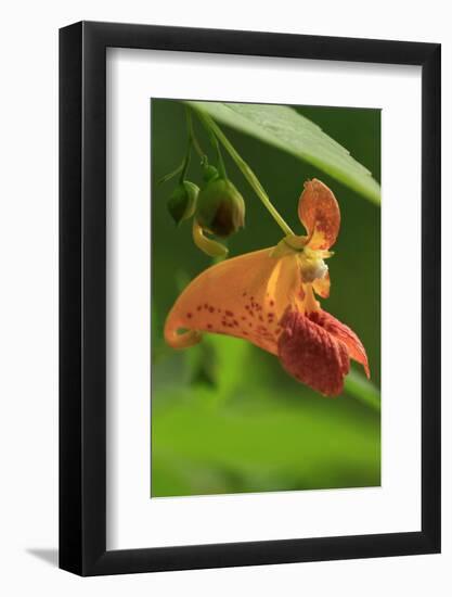 USA, Oregon, USA, Oregon. Close-up of Jewelweed Flower-Steve Terrill-Framed Photographic Print