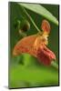 USA, Oregon, USA, Oregon. Close-up of Jewelweed Flower-Steve Terrill-Mounted Photographic Print