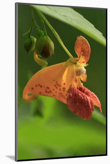 USA, Oregon, USA, Oregon. Close-up of Jewelweed Flower-Steve Terrill-Mounted Photographic Print