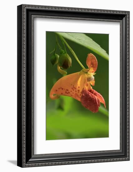 USA, Oregon, USA, Oregon. Close-up of Jewelweed Flower-Steve Terrill-Framed Photographic Print