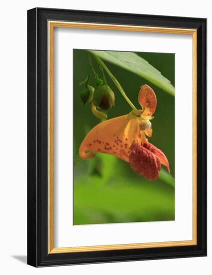 USA, Oregon, USA, Oregon. Close-up of Jewelweed Flower-Steve Terrill-Framed Photographic Print