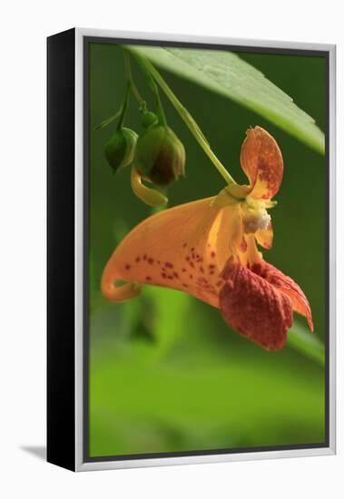 USA, Oregon, USA, Oregon. Close-up of Jewelweed Flower-Steve Terrill-Framed Premier Image Canvas