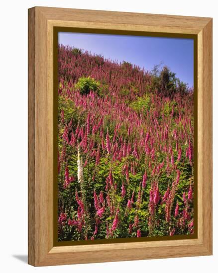 USA, Oregon, USA, Oregon. Hillside of Foxglove in Clatsop County-Steve Terrill-Framed Premier Image Canvas