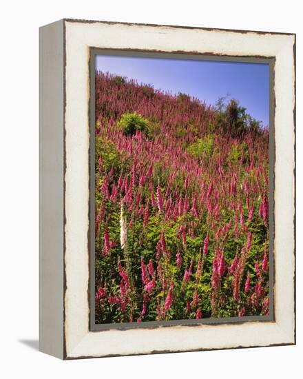 USA, Oregon, USA, Oregon. Hillside of Foxglove in Clatsop County-Steve Terrill-Framed Premier Image Canvas