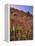 USA, Oregon, USA, Oregon. Hillside of Foxglove in Clatsop County-Steve Terrill-Framed Premier Image Canvas